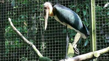 en fågel den där utseende tycka om en häxa. på en Zoo i ragunan. video