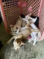 cute little kittens sleeping in basket photo