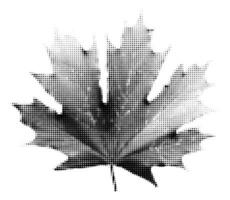 Maple leaf halftone collage element vector illustration