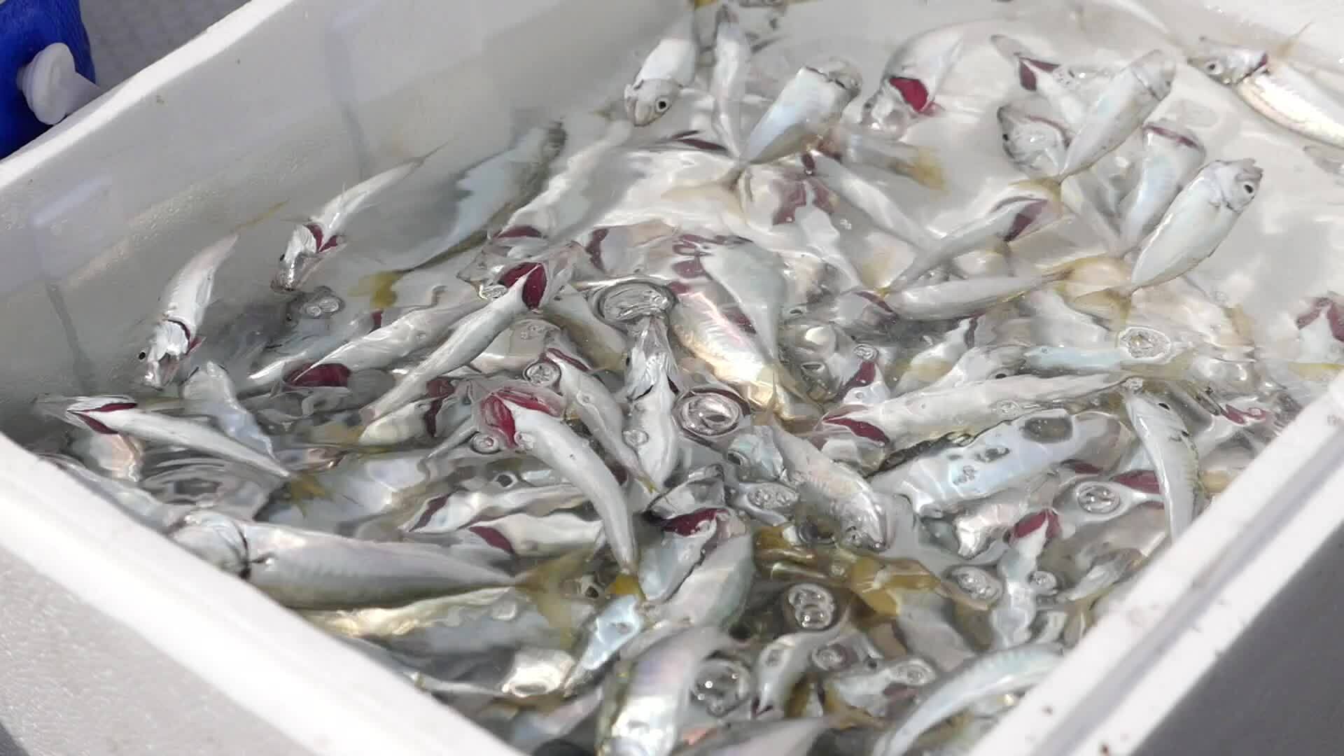 Caught fishes and fishing equipments Istanbul. 31625101 Stock Video at  Vecteezy