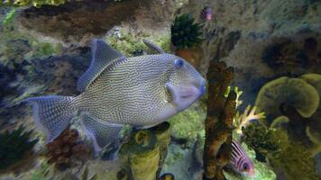 aquarium vis in water dichtbij omhoog video