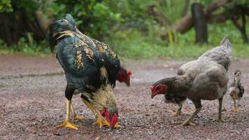 poulet en mangeant nourriture sur le sol video