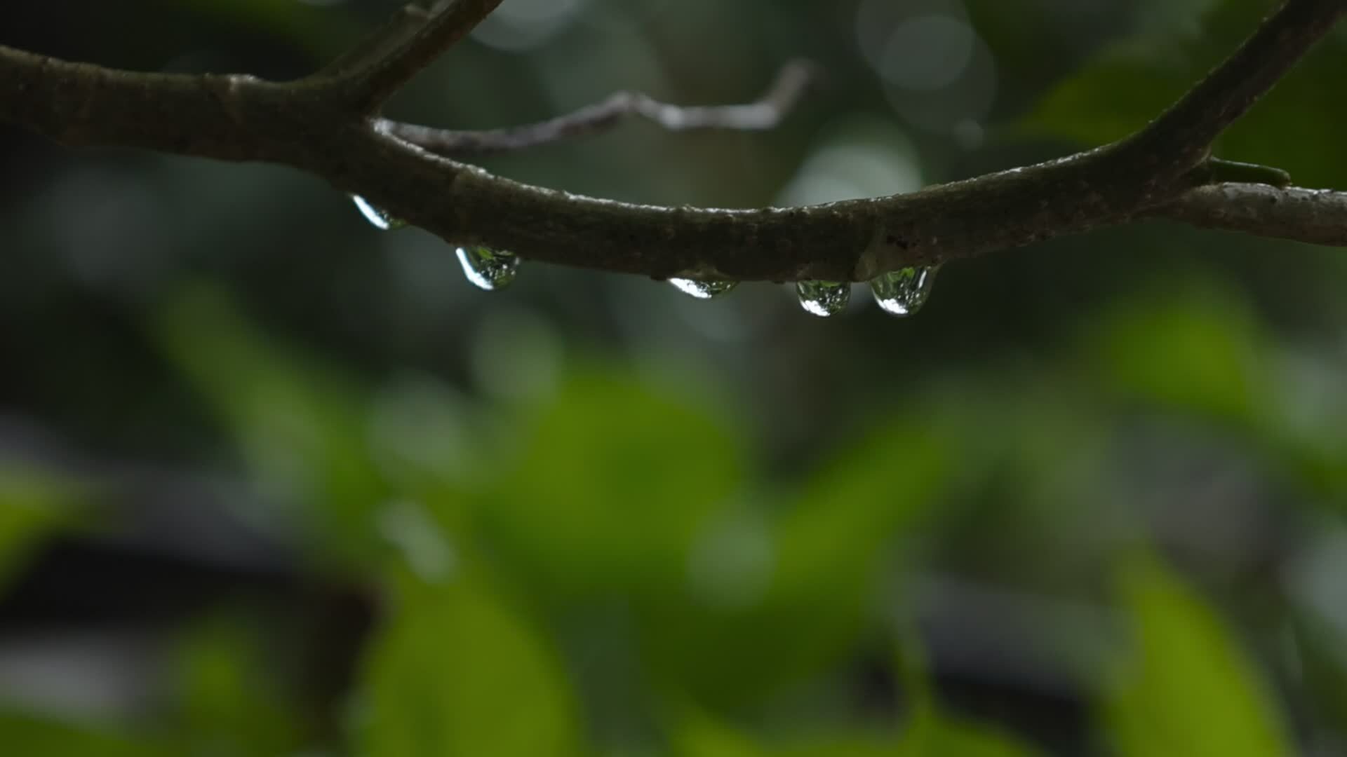 Slow motion, rain, raindrops background 31626015 Stock Video at Vecteezy
