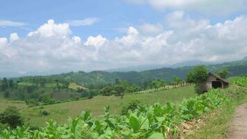 tabaco jardín campo cuando creciente temporada terrazas método en alto suelo. el imágenes es adecuado a utilizar para botánico fondo, naturaleza tabaco carteles y naturaleza contenido medios de comunicación. video