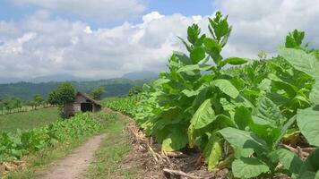 tabaco jardín campo cuando creciente temporada terrazas método en alto suelo. el imágenes es adecuado a utilizar para botánico fondo, naturaleza tabaco carteles y naturaleza contenido medios de comunicación. video