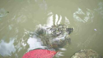 trachemys scripta elegans wenig Schildkröte auf das Wasser. das Aufnahmen ist geeignet zu verwenden zum Landwirtschaft Inhalt Medien und Tier Feld Filmaufnahme. video