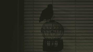 uma pássaro é sentado em uma cela dentro a Sombrio video