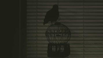 un' uccello è seduta su un' gabbia nel il buio video