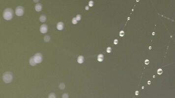 water droplets on a spider web video