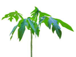 jung Papaya Baum ein Natur Konzept. png