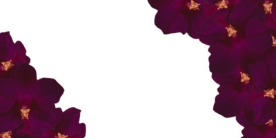 bloemen kaders geïsoleerd Aan transparant achtergrond png