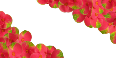 Transparent frames with Red euphorbia milii or Christ thorn flowers. png