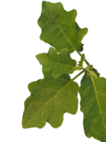 Green leaf isolated on transparent background png