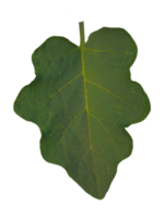 Green leaf isolated on transparent background png