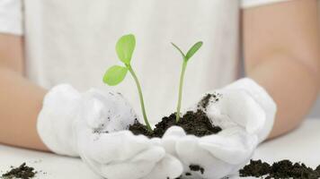 uma pessoa segurando uma plantar com solo e sujeira video