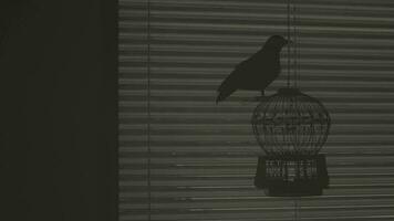 een vogel is zittend Aan een kooi in de donker video
