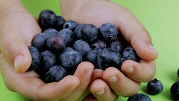 ein Person halten ein Hand voll von Blaubeeren video