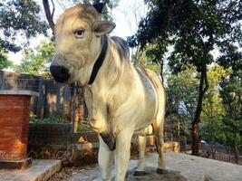 A white cow statue with a large body, a standing pose photo