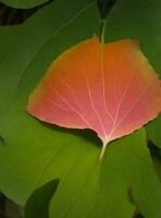 a leaf with a pink center and green leaves photo