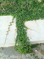Green weeds on the edge of the road that propagates past the concrete sidewalk photo