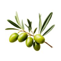 Olive tree branch, green olives, and leaves png ai generative