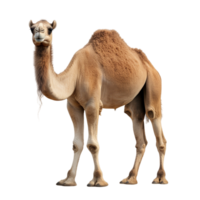 camelo cheio corpo branco isolado fundo ai generativo png