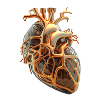 Realistic isolated image of a human heart ai generative png