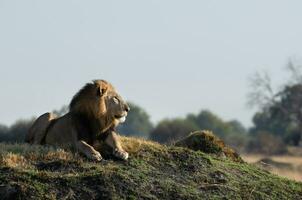 A male lion on a grassy mound. photo