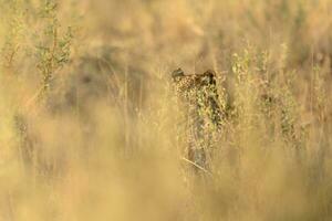 un oculto leopardo. foto