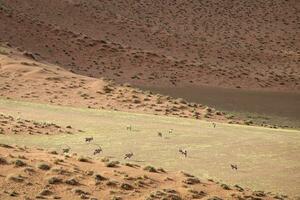 Oryx in the sand dunes of Sossusvlei, Namibia. photo