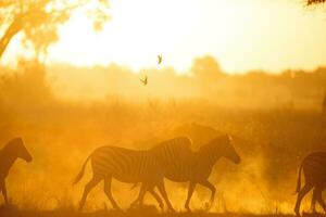 Zebra in a dusty sunset. photo