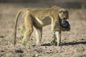 A vervet monkey playing with an ols camera lens photo