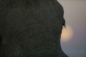 Close up of an Elephants eye photo