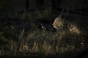 A leopard hunting in the undergrowth photo