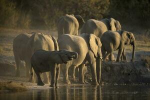 An elephant herd drinking in golden afternoon light. photo