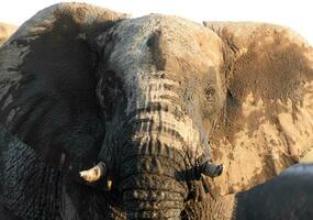 Close up of a large male bull elephant in Namibia. photo