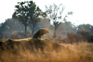 Lion roaring on top of a mound. photo