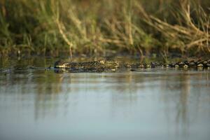 Crocodile in water gliding by. photo