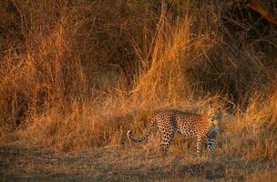 A leopard in fading light. photo