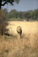 un masculino león caminando a través de abierto sabana. foto