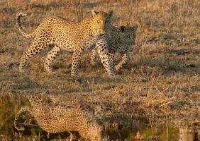 un leopardo y su cachorro en el okavango delta. foto