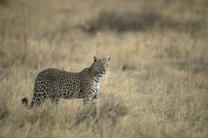 A leopard in the Okavango Delta, Botswana. photo