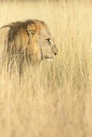 Male lion walking through long grass. photo