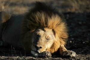 un masculino león descansando foto