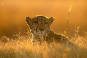 A cheetah resting on a mound. photo