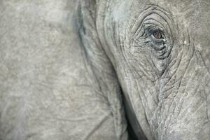 An elephants eye close up. photo