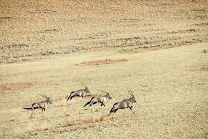 Oryx in the sand dunes of Sossusvlei, Namibia. photo