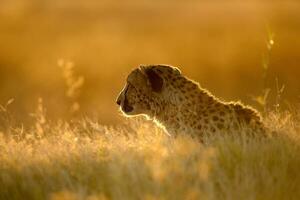 A cheetah resting on a mound. photo