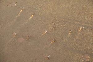 Oryx in the sand dunes of Sossusvlei, Namibia. photo