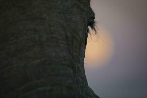 A close up of an Elephants eye lash with a full moon rising behind photo